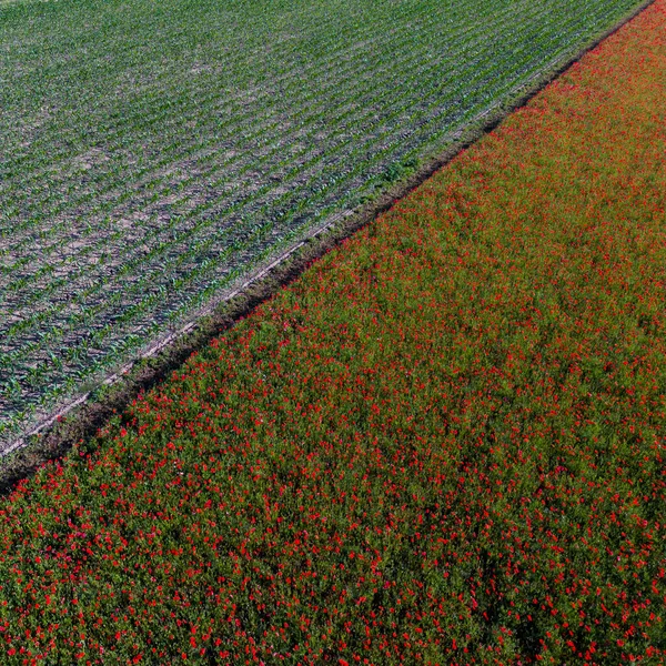 トウモロコシやケシのフィールドは 美しい夏の田園風景 明るい赤の花 晴れた日と新鮮な緑の牧草地 高品質4K映像 — ストック写真