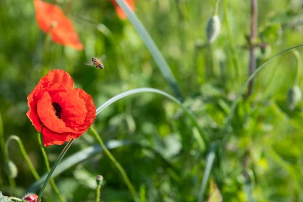 Les Abeilles Pollinisent Les Fleurs Sauvages Pavot Rouge Dans Prairie — Photo