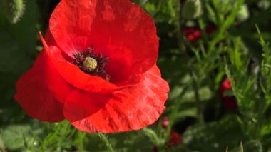 Vahşi gelincikler, güzel yaz kırsalları. Taze yeşil çayır, parlak kırmızı çiçekli, güneşli bir gün. Yüksek kalite 4k görüntü