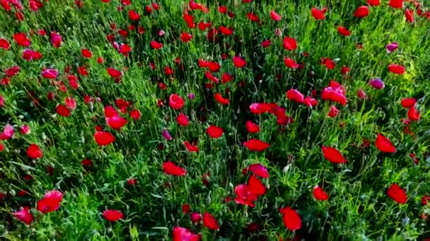 Bienen Bestäuben Wilde Rote Mohnblumen Auf Der Wiese Hochwertiges Filmmaterial — Stockvideo
