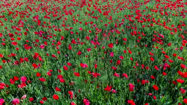 蜂は牧草地で野生の赤いケシの花を受粉させ 高品質の4K映像 — ストック動画