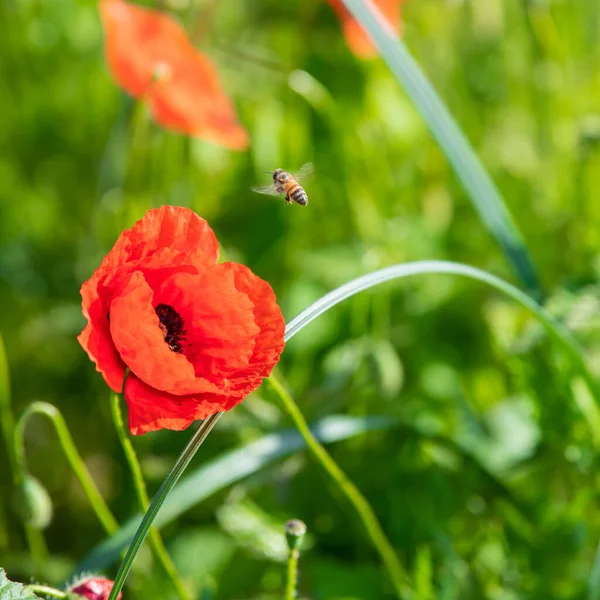 Les Abeilles Pollinisent Les Fleurs Sauvages Pavot Rouge Dans Prairie — Photo