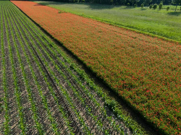 Поля Кукурузы Мака Красивый Летний Сельский Пейзаж Свежий Зеленый Луг — стоковое фото