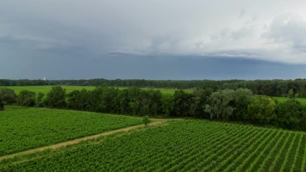 Nuvens Tempestade Sobre Vinhas Bordéus Primavera Imagens Alta Qualidade — Vídeo de Stock