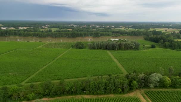 Stormwolken Boven Bordeaux Wijngaarden Het Voorjaar Hoge Kwaliteit Beeldmateriaal — Stockvideo