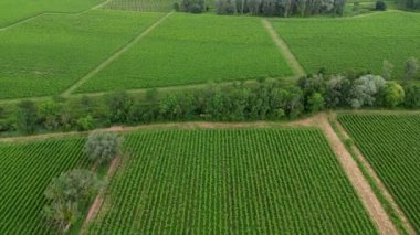 Baharda Bordeaux üzüm bağları üzerinde fırtına bulutları. Yüksek kalite 4k görüntü