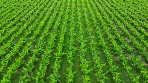 緑豊かな植生を持つ春のボルドーのブドウ畑の空中ビュー 高品質の4K映像 — ストック動画