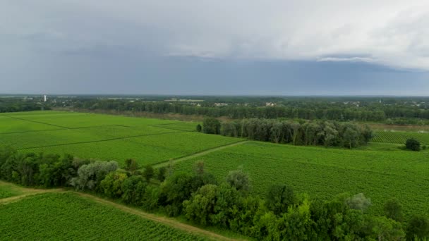 Viharfelhők Bordeaux Szőlőültetvények Felett Tavasszal Kiváló Minőségű Felvételek — Stock videók