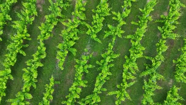 Luftaufnahme Der Weinberge Von Bordeaux Frühling Mit Üppiger Vegetation Hochwertiges — Stockvideo