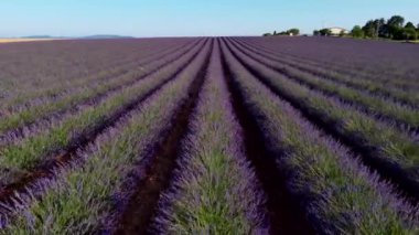 Valensole plato lavanta tarlası ve ev gün batımında Haute Alpes Provence Cote dAzur hava manzaralı. Yüksek kalite 4k görüntü