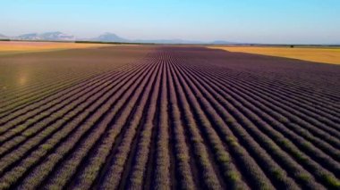 Valensole plato lavanta tarlası ve ev gün batımında Haute Alpes Provence Cote dAzur hava manzaralı. Yüksek kalite 4k görüntü