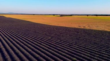 Valensole plato lavanta tarlası ve ev gün batımında Haute Alpes Provence Cote dAzur hava manzaralı. Yüksek kalite 4k görüntü
