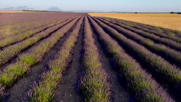 Plateau Valensole Lavendel Veld Huis Bij Zonsondergang Haute Alpes Provence — Stockvideo