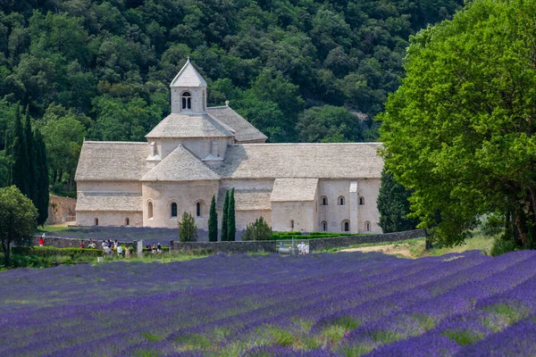 塞南基修道院Gordes Provence薰衣草场 塞南基圣母院 盛开的紫蓝色薰衣草场 法国卢贝隆 高质量的照片 — 图库照片