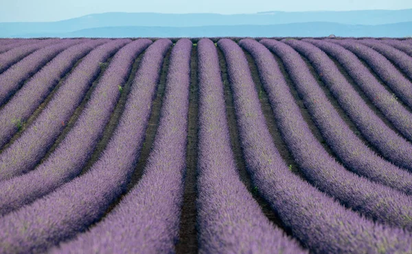 Plateau Valensole Lavendelfeld Und Haus Bei Sonnenuntergang Haute Alpes Provence lizenzfreie Stockfotos