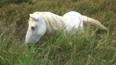 Camargue At, Yetişkin ve Tay Yiyen Çimen Bataklık, Saintes Marie de la Mer Güney Fransa 'da, yüksek kaliteli 4K görüntüler