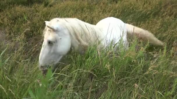 Camarg Horse Adult Foal Eating Glass Swamp Saintes Marie Mer — ストック動画