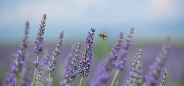 Μέλισσα Γονιμοποιεί Άνθη Λεβάντας Φυτική Αποσύνθεση Έντομα Ηλιόλουστη Λεβάντα Άνθη — Φωτογραφία Αρχείου