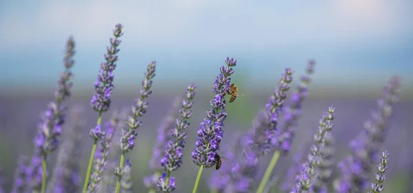 Μέλισσα Γονιμοποιεί Άνθη Λεβάντας Φυτική Αποσύνθεση Έντομα Ηλιόλουστη Λεβάντα Άνθη — Φωτογραφία Αρχείου