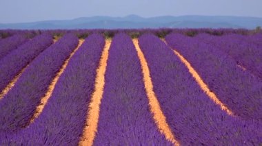 Valensole platolu lavanta tarlası ve ev gün batımında Haute Alpes Provence Cote dAzur 'da, yüksek kaliteli 4K görüntü.