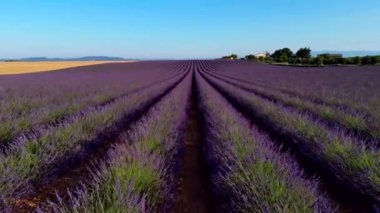 Valensole platolu lavanta tarlası ve ev gün batımında Haute Alpes Provence Cote dAzur 'da, yüksek kaliteli 4K görüntü.
