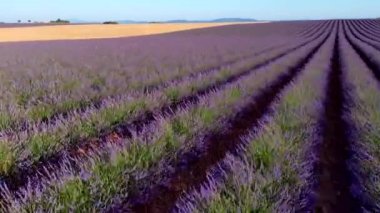 Valensole platolu lavanta tarlası ve ev gün batımında Haute Alpes Provence Cote dAzur 'da, yüksek kaliteli 4K görüntü.