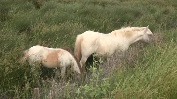 Camargue Horse Adult Foal Eating Grass Swamp Saintes Marie Mer — Αρχείο Βίντεο