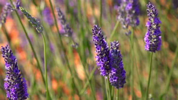 Honingbij Bestuift Lavendelbloemen Zonnig Lavendel Lavendelbloemen Hoge Kwaliteit Video — Stockvideo