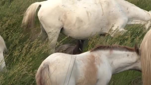 Camargue Horse Dospělý Hříbě Jíst Tráva Přes Bažiny Saintes Marie — Stock video