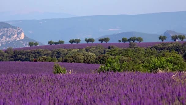 Plateau Valensole Lavender Field House Sunset Haute Alpes Provence Cote — стоковое видео