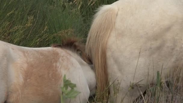 Camargue Koń Dorosły Źrebak Jedzący Trawę Przez Bagna Saintes Marie — Wideo stockowe