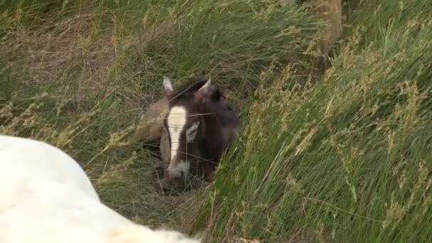 Camargue Лошадь Взрослый Жеребенок Едят Траву Через Болото Сент Мари — стоковое видео