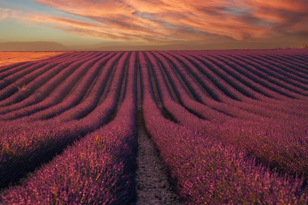 Plateau Valensole Lavender Field House Sunset Haute Alpes Provence Cote — стоковое фото