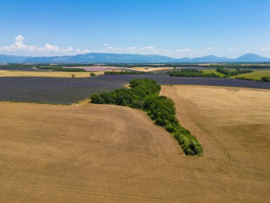 Valensole platolu lavanta tarlası ve ev gün batımında Haute Alpes Provence Cote dAzur 'da, yüksek kaliteli 4K görüntü.