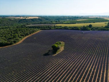 Valensole platolu lavanta tarlası ve traktör gün batımında Haute Alpes Provence Cote dAzur 'da püskürtüldü.