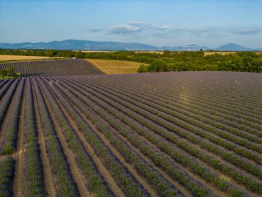 Valensole platolu lavanta tarlası ve ev gün batımında Haute Alpes Provence Cote dAzur 'da, yüksek kaliteli 4K görüntü.