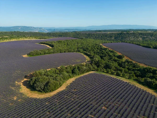 Valensole platolu lavanta tarlası ve traktör gün batımında Haute Alpes Provence Cote dAzur 'da püskürtüldü.