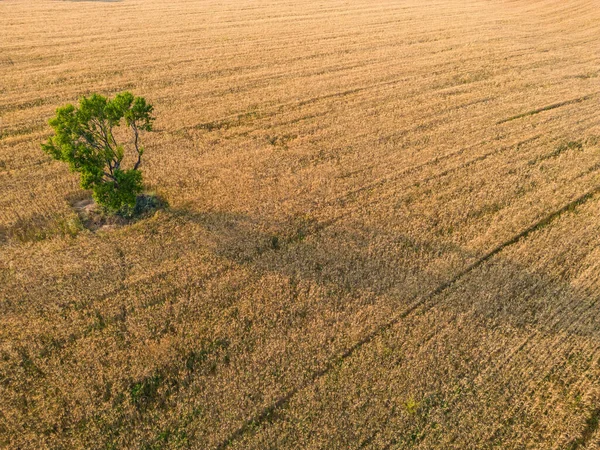 Plateau Valensole Lavendel Fält Och Vetefält Och Mandelträd Vid Solnedgången — Stockfoto