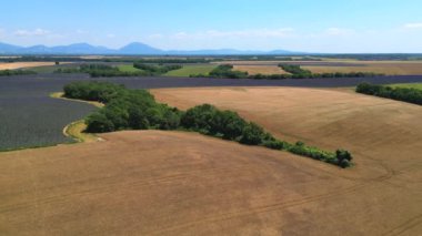 Valensole plato, lavanta tarlası, buğday tarlası ve badem ağacı Haute Alpes Provence Cote dAzur, Aerial view, yüksek kaliteli 4k görüntü