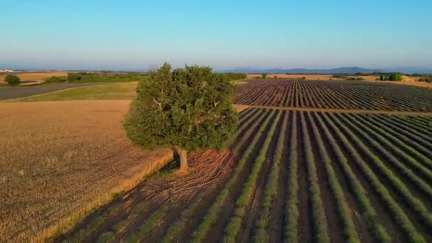 Haute Alpes Provence Cote Dazur的华伦太薰衣草场和日落时的树 高质量的4K镜头 — 图库视频影像