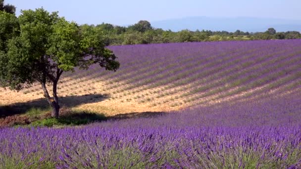 Plateau Valensole Campo Lavanda Casa Atardecer Haute Alpes Provence Cote — Vídeos de Stock
