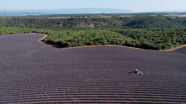 Plateau Valensole Lavender Field Tractor Spraying Sunset Haute Alpes Provence — стоковое видео