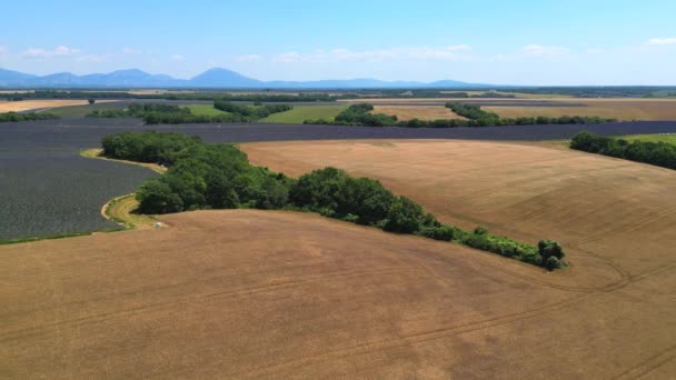 Plateau Valensole Lavender Field Wheat Field Almond Tree Sunset Haute — стоковое видео