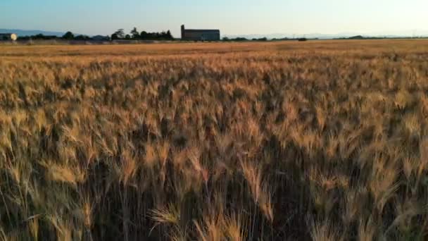 Plateau Valensole Lavender Field Wheat Field 석양에 Haute Alpes Provence — 비디오