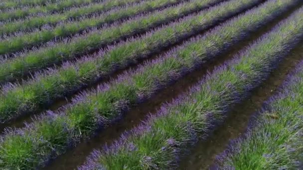 Plateau Valensole Lavendel Fält Och Hus Vid Solnedgången Haute Alpes — Stockvideo