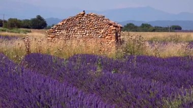 Valensole platolu lavanta tarlası ve ev gün batımında Haute Alpes Provence Cote dAzur 'da, yüksek kaliteli 4K görüntü.