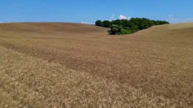 Valensole platolu lavanta ve buğday tarlası Haute Alpes Provence Cote dAzur 'da günbatımında, Aerial view, yüksek kaliteli 4k görüntü