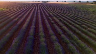 Valensole platolu lavanta tarlası ve ev gün batımında Haute Alpes Provence Cote dAzur 'da, yüksek kaliteli 4K görüntü.