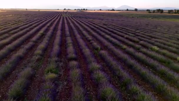 Plateau Valensole Lavendelveld Huis Bij Zonsondergang Haute Alpes Provence Cote — Stockvideo