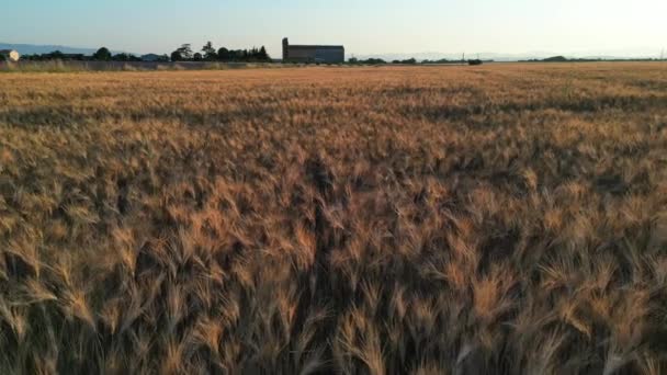 Plateau Valensole Lavender Field Wheat Field Sunset Haute Alpes Provence — Stock Video